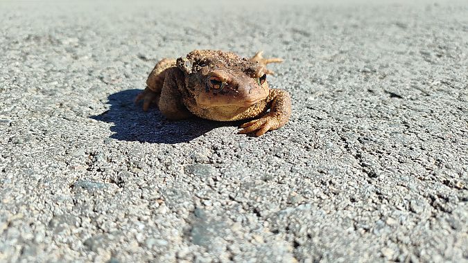 Gripau comú  - Enric Garcia