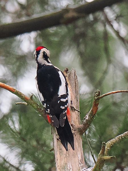 Hybrid Bunt- x Blutspecht  - Paweł Łabaj