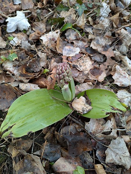 Himantoglossum robertianum  - Frédéric Laurence