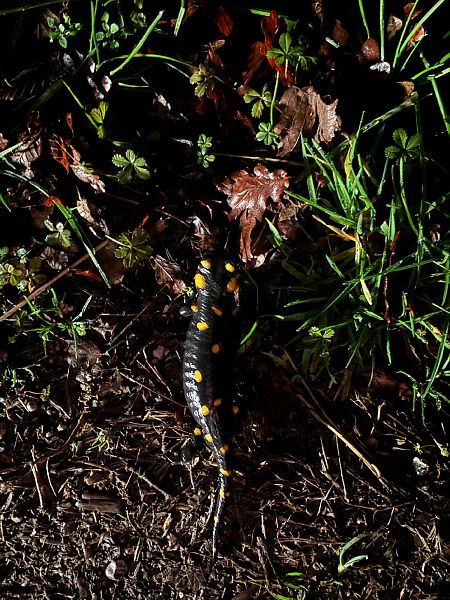 Salamandra pezzata  - Tiziano Fiorenza (FVG)