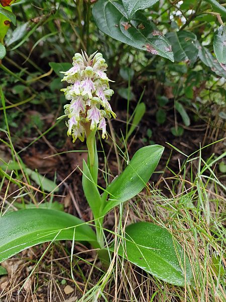 Himantoglossum robertianum  - Diane Raibaut