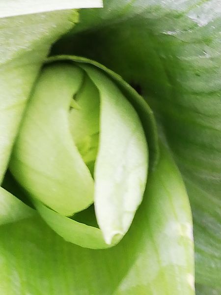 Himantoglossum robertianum  - Laurent Fourneret