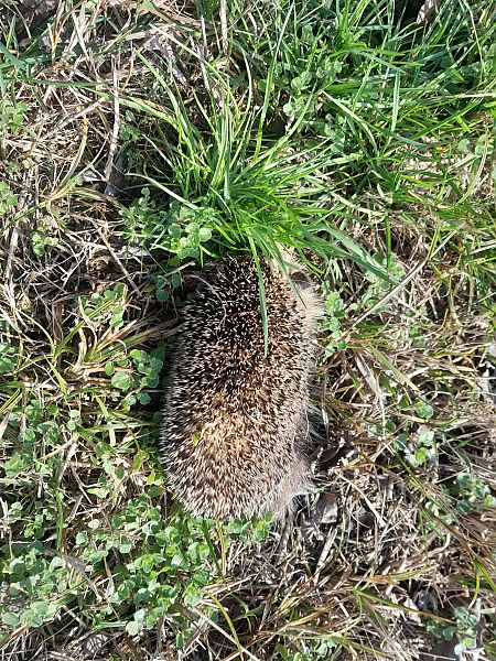 Riccio europeo  - Fabio Lovisetto