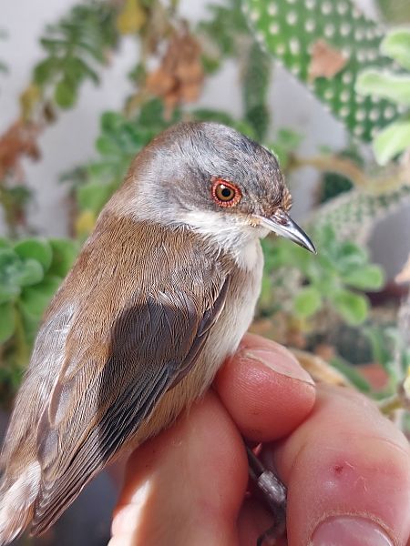 Occhiocotto  - Fabrizio Borghesi