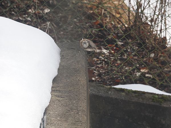 Zigolo muciatto  - Enrico Ferraro