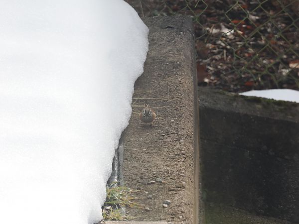 Zigolo muciatto  - Enrico Ferraro