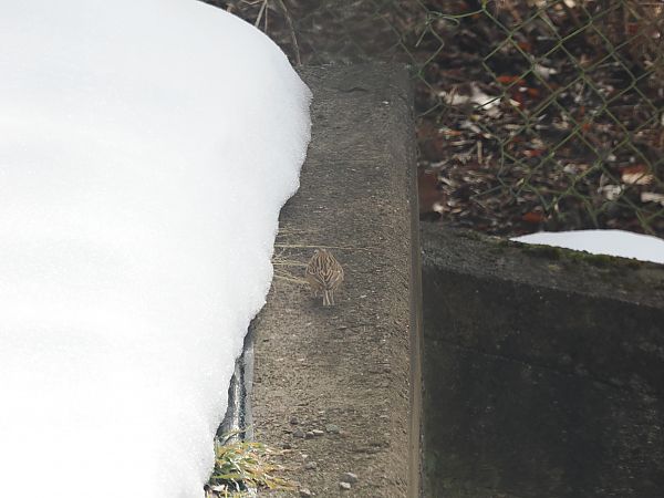 Zigolo muciatto  - Enrico Ferraro