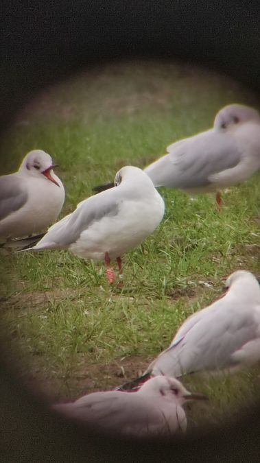 Gabbiano comune  - Lorenza Venturini