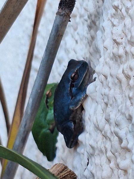 Reineta meridional  - Roc Palmarola Icart