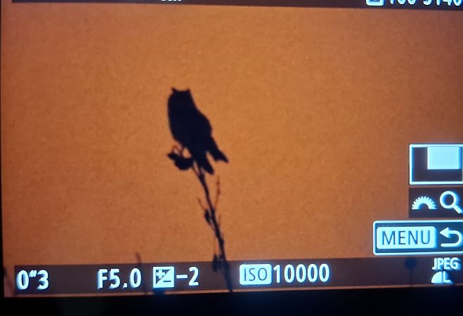 uszatka  - Tomasz Doroń