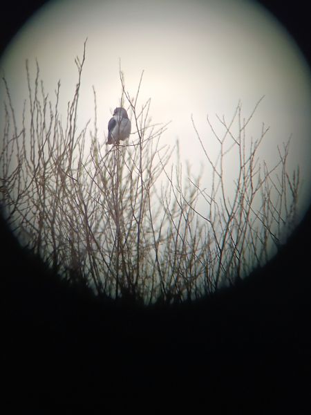 Nibbio bianco  - Gabriele Zamo'