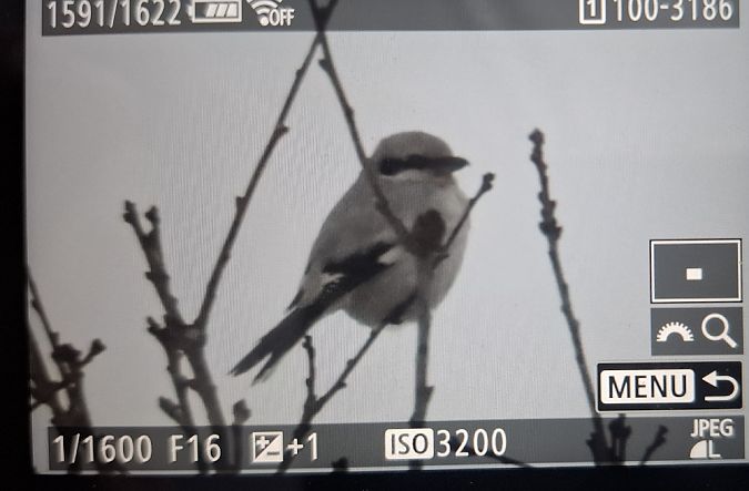 srokosz  - Tomasz Doroń