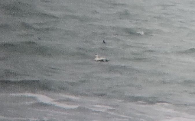 edredon  - Mateusz Wiśniewski