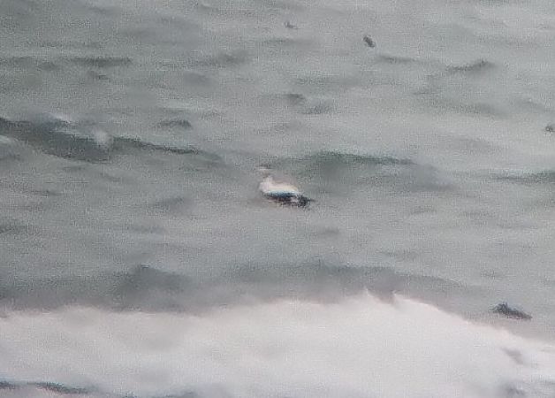 edredon  - Mateusz Wiśniewski