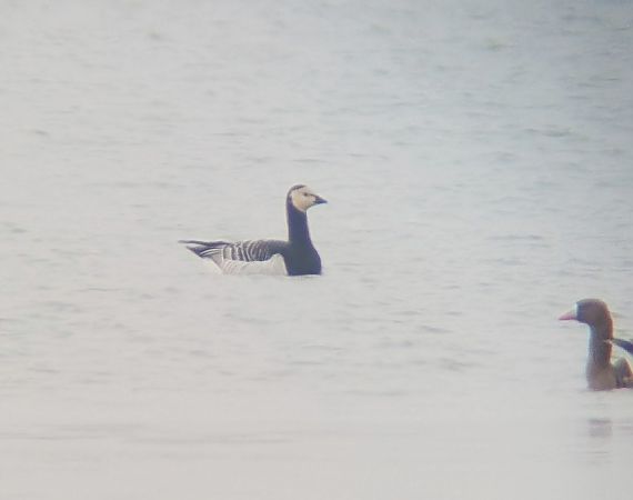 Bernache nonnette  - Oliver Drescher