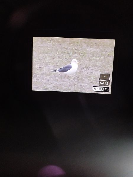 Zafferano  - Tommaso Bonora