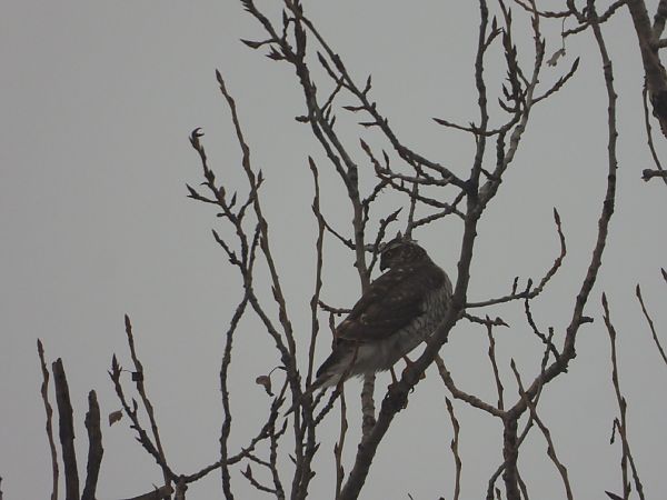 krogulec  - Adrian Dudkiewicz