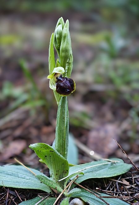 Ophrys exaltata subsp. marzuola  - Alain Bultez