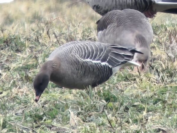 Oie à bec court  - Patric-Damian Teslaru
