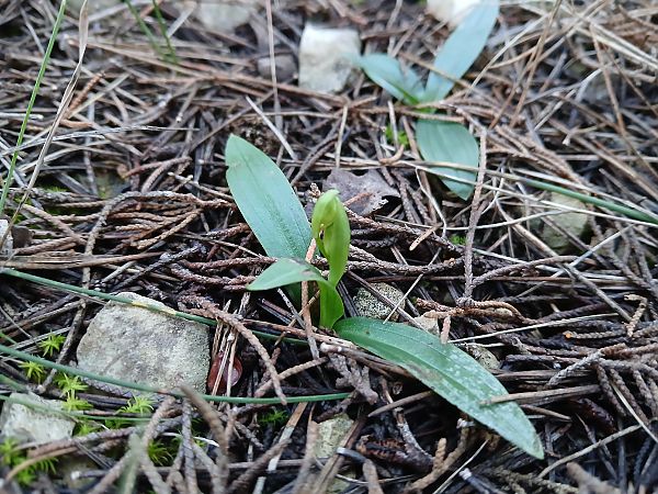 Ophrys marmorata  - Alain Falvard