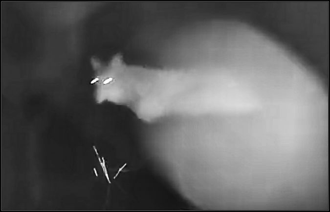 Lupo  - Giuseppe Di Lieto