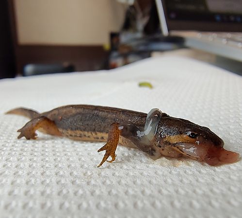 Tritone punteggiato  - Nicola Larroux