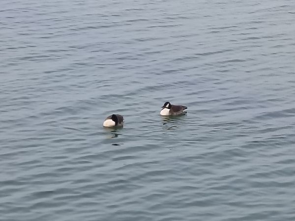 Kanadagans  - Piotr Gołaszewski