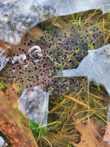 Rana dalmatina  - Flavio Basilico