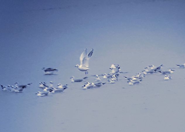 Gabbiano comune  - Lino Lipparini