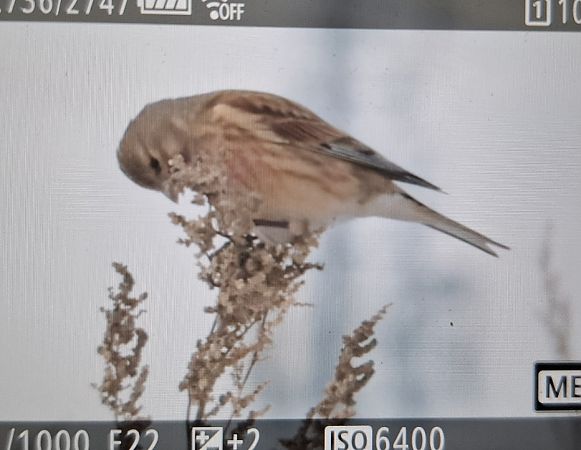 Bluthänfling  - Tomasz Doroń