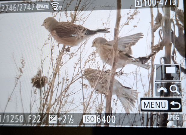 Bluthänfling  - Tomasz Doroń