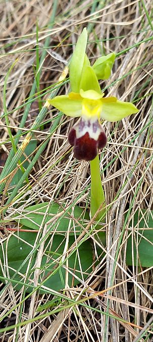 Ophrys lupercalis  - Gerard Chassan