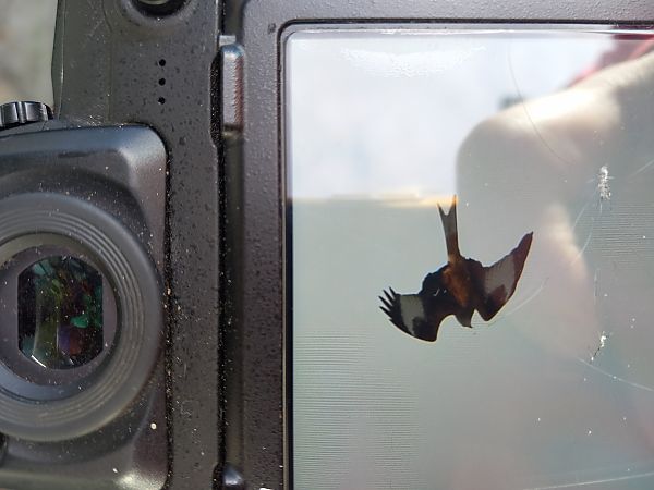 Nibbio reale  - Levi Simone