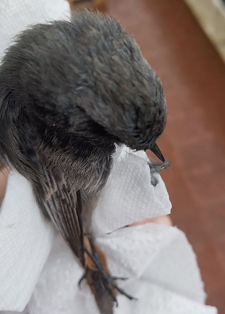 Black Redstart  - Francesco Barberini