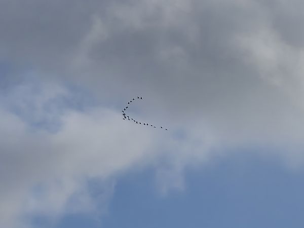 Gru  - Alessio Mannello