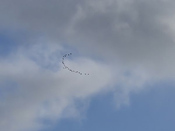 Gru  - Alessio Mannello