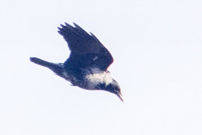 czarnowron x wrona siwa 