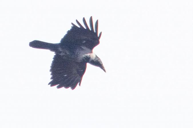 Hybrid Raben- x Nebelkrähe 