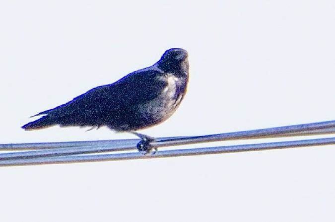 Hybrid Raben- x Nebelkrähe 