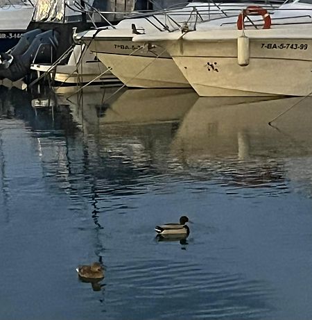 Ànec collverd  - Rosa Mari Gabarró Junyent