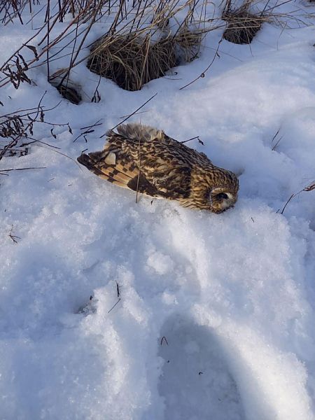 uszatka błotna  - Robert Kraska