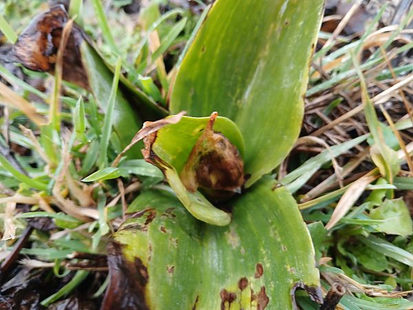 Himantoglossum robertianum  - Alain Falvard