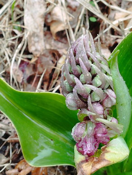 Himantoglossum robertianum  - Gérard Joseph
