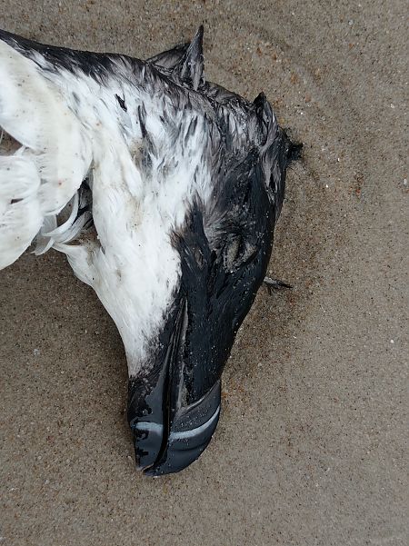 alka  - Bartłomiej Łukaszewicz