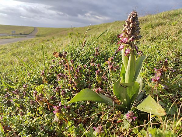 Himantoglossum robertianum  - Valentin Field