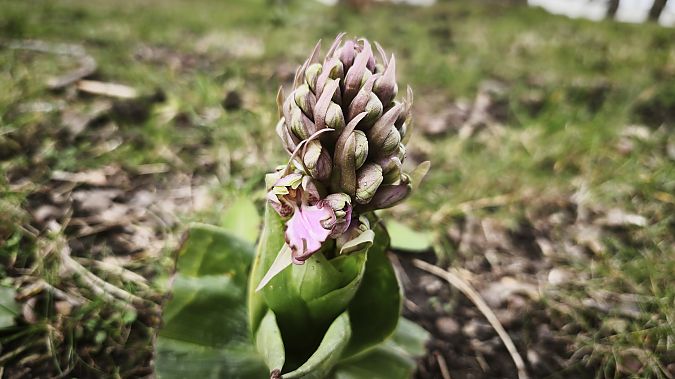 Himantoglossum robertianum  - Nicolas Déjean