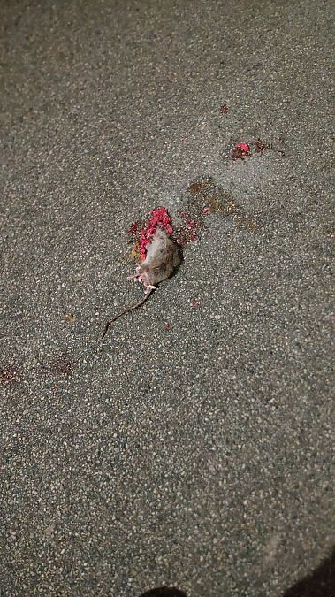 Ratto delle chiaviche  - Tiziano Fiorenza (FVG)