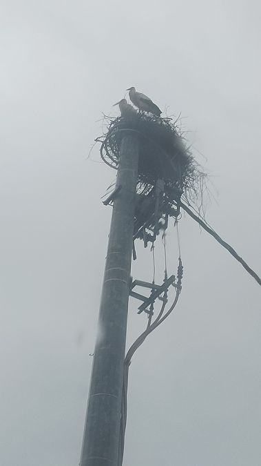 Cicogna bianca  - Lorenza Venturini