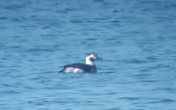 Moretta codona  - Lino Lipparini