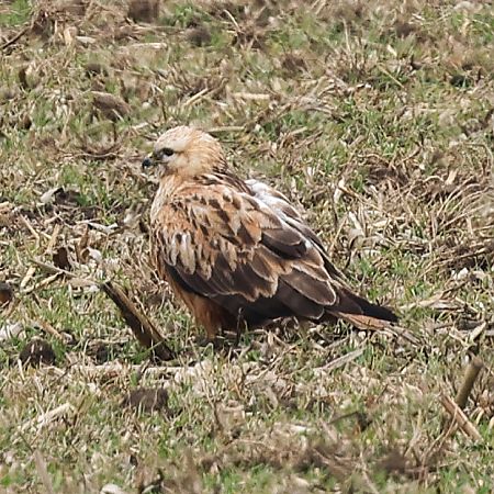 Buse féroce  - Mario Baldauf